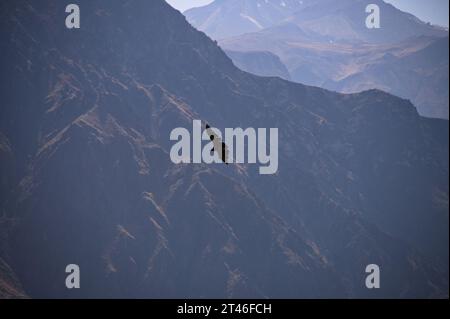 Condor fliegt in der Nähe von Cruz Del Condor Aussichtspunkt im Colca Canyon, Peru Stockfoto