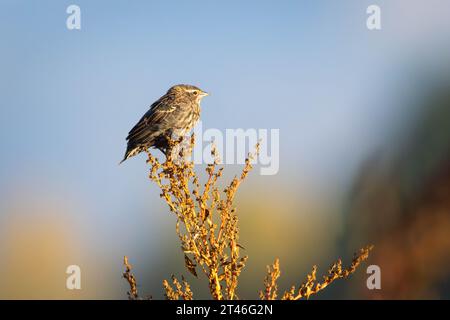 Eine Rotflügeleuchte, die während der frühen Herbstsaison bei Sonnenaufgang auf einer trockenen Pflanze sitzt. South Park Wildlife Habitat Management Area, Stockfoto