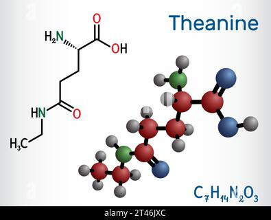 Theanin, Theaninmolekül. Es ist ein neuroprotektiver Wirkstoff, pflanzlicher Metabolit, der in grünem Tee gefunden wird. Strukturelle chemische Formel, Molekülmodell. Vektor Stock Vektor