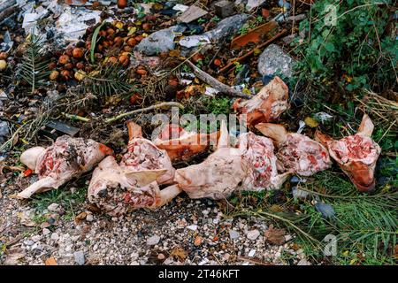 Abgeschnittene Schweineköpfe liegen zusammen mit Lebensmittelverschwendung auf einer spontanen Müllhalde im Wald Stockfoto