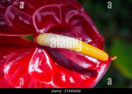 Anthurium Red oder die Flamingo Pflanze ist eine Zierpflanze mit herzförmigen roten Wachsblüten mit sehr markanten Blütenstempeln. Stockfoto