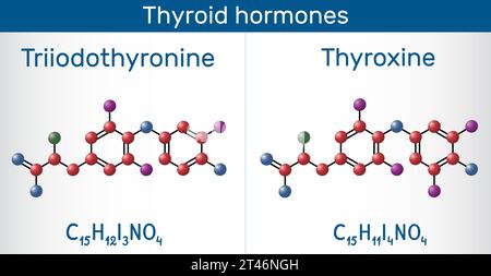 Schilddrüsenhormone: Trijodthyronin (T3, Levothyroxin) und Thyroxin (T4)-Molekül. Zur Behandlung von Hypothyreose. Molekülmodell. Vektorabbildung Stock Vektor