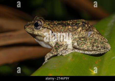 Australischer Peron's Tree Frog, der auf grünem Blatt ruht Stockfoto