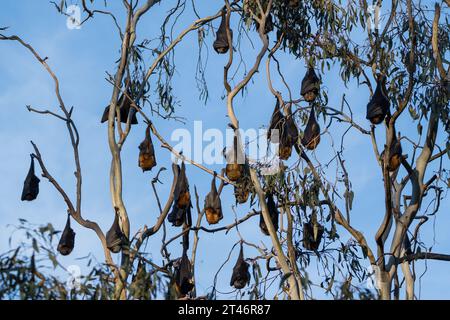 Grauköpfiger Fuchs, Pteropus poliocephalus, Nachmittag, in Bäumen hängen, Flügel gefaltet, Yarra Bend Park, Melbourne Stockfoto