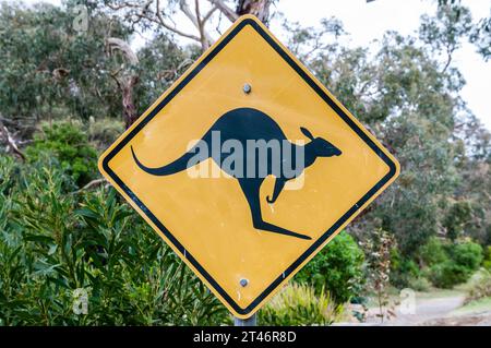 Tatsächliche Känguruüberquerung Verkehrsampel, Melbourne, Australien Stockfoto
