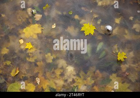 Gelber Herbst Schönheit: Gefrorener Teich unter Wasser mit Blume und Blättern, gelbes Blatt schwimmend im gefrorenen Teich, unter Wasser, umgeben von gefrorener Oberfläche. Stockfoto