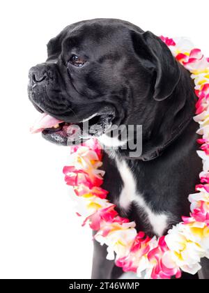 Blumen, Haustier und Hund im Studio zum Spielen, Training oder Unterrichten mit Ausrüstung zur Motivation oder Belohnung. Positiv, hawaiianischer lei und schwarzer Welpe Stockfoto