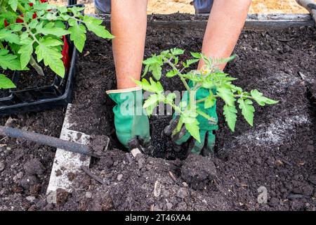 Pflanzen Sie gut gehärtete Tomatensämlinge aus San Marzano in ein gut vorbereitetes Gartenbeet mit auslaufendem Schlauchbewässerungsnetz Stockfoto