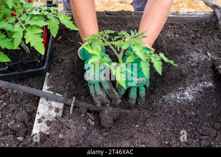 Pflanzen Sie gut gehärtete Tomatensämlinge aus San Marzano in ein gut vorbereitetes Gartenbeet mit auslaufendem Schlauchbewässerungsnetz Stockfoto