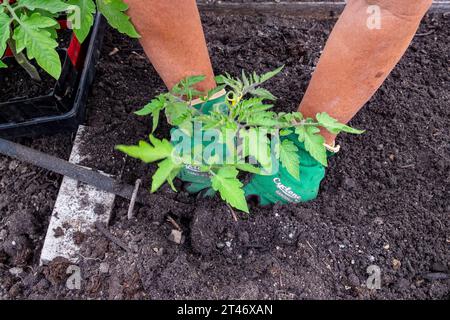 Pflanzen Sie gut gehärtete Tomatensämlinge aus San Marzano in ein gut vorbereitetes Gartenbeet mit auslaufendem Schlauchbewässerungsnetz Stockfoto