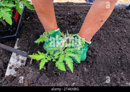 Pflanzen Sie gut gehärtete Tomatensämlinge aus San Marzano in ein gut vorbereitetes Gartenbeet mit auslaufendem Schlauchbewässerungsnetz Stockfoto