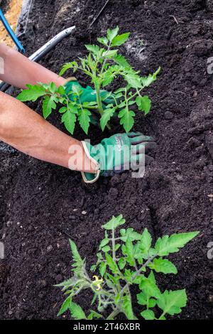 Pflanzen Sie gut gehärtete Tomatensämlinge aus San Marzano in ein gut vorbereitetes Gartenbeet mit auslaufendem Schlauchbewässerungsnetz Stockfoto