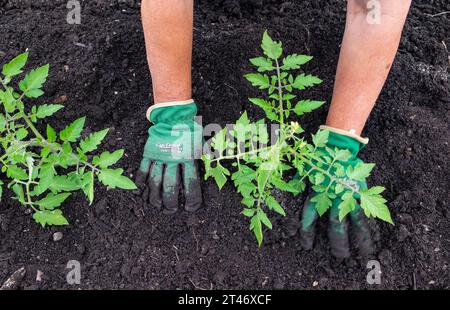 Pflanzen Sie gut gehärtete Tomatensämlinge aus San Marzano in ein gut vorbereitetes Gartenbeet mit auslaufendem Schlauchbewässerungsnetz Stockfoto