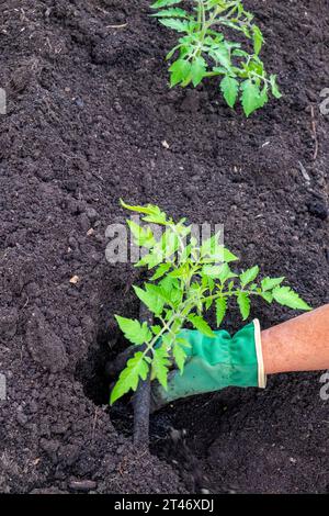 Pflanzen Sie gut gehärtete Tomatensämlinge aus San Marzano in ein gut vorbereitetes Gartenbeet mit auslaufendem Schlauchbewässerungsnetz Stockfoto