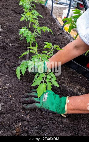 Pflanzen Sie gut gehärtete Tomatensämlinge aus San Marzano in ein gut vorbereitetes Gartenbeet mit auslaufendem Schlauchbewässerungsnetz Stockfoto