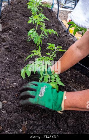 Pflanzen Sie gut gehärtete Tomatensämlinge aus San Marzano in ein gut vorbereitetes Gartenbeet mit auslaufendem Schlauchbewässerungsnetz Stockfoto