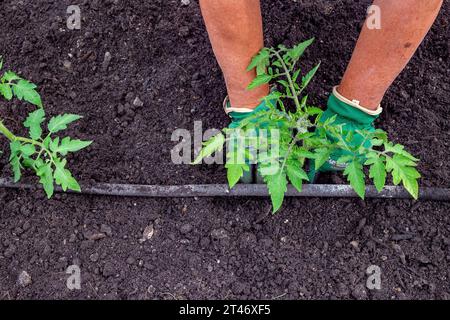 Pflanzen Sie gut gehärtete Tomatensämlinge aus San Marzano in ein gut vorbereitetes Gartenbeet mit auslaufendem Schlauchbewässerungsnetz Stockfoto