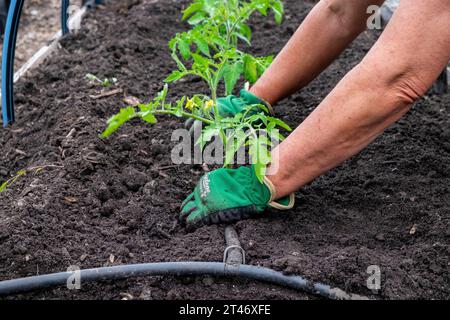 Pflanzen Sie gut gehärtete Tomatensämlinge aus San Marzano in ein gut vorbereitetes Gartenbeet mit auslaufendem Schlauchbewässerungsnetz Stockfoto