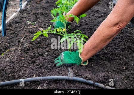 Pflanzen Sie gut gehärtete Tomatensämlinge aus San Marzano in ein gut vorbereitetes Gartenbeet mit auslaufendem Schlauchbewässerungsnetz Stockfoto