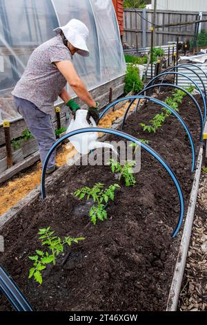 Bewässerung von neu gepflanzten, gut gehärteten Tomatensämlingen aus San Marzano in ein gut vorbereitetes Gartenbeet mit Wasserschlauch-Bewässerungsnetz Stockfoto