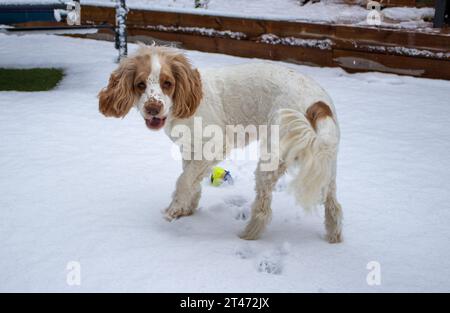 Dexter im Schnee, der Spaß hat Stockfoto