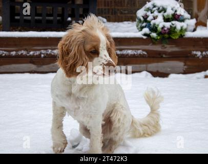 Spaniel spielt im Schnee Stockfoto