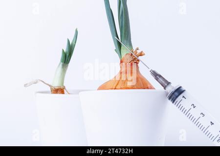 Pflanzen im Labor anbauen. Grüne Zwiebeln auf weißem Hintergrund. Pestizide, Herbizide und Düngemittel für die Pflanzenernährung. Stockfoto