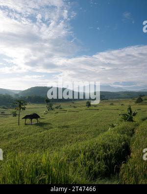 Blick auf das Terrassenfeld mit Bergen im Hintergrund in Madiun Regency, Ost-Java, Indonesien Stockfoto