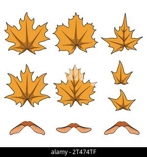 Satz von farbigen Illustrationen mit gelben Herbstahornblättern und Samen. Isolierte Vektorobjekte auf weißem Hintergrund. Stock Vektor