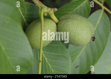 Das Bild zeigt ein Paar unreifer grüner Walnüsse, die sich an einem Zweig festhalten und von ihrem Laub umgeben sind. Die Oberfläche der Walnüsse ist strukturiert Stockfoto
