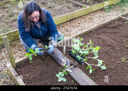 Frau, die breite Bohnenpflanzen pflanzt, Vicia faba 'Bunyards Exhibition' auf einem Gemüsegrundstück oder Kleingarten. Stockfoto