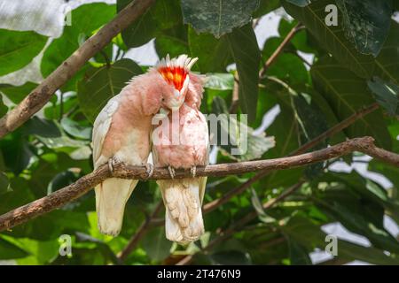 Ein paartes Paar Major Mitchell oder Pink Cockatoos steht auf einem Bein eines großen, belaubten Baumes zusammen mit dem Weibchen, das den großen männlichen Vogel vorräumt. Stockfoto