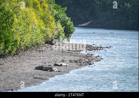 Ein paartes Paar großer Salzwasserkrokodile liegt im Wattenmeer des Mowbray River im tropischen Queensland in Australien. Stockfoto