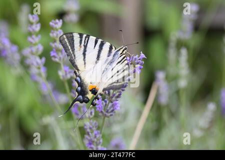 Seltener Schwalbenschwanz (Iphiclides podalirius), der Blumen im Garten ernährt. Fotografiert in der Toskana, Italien. Stockfoto