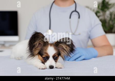 Kranker kleiner Hund, der auf dem Tisch liegt, in der Arztpraxis mit Tierarzt Stockfoto