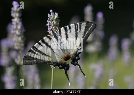 Seltener Schwalbenschwanz (Iphiclides podalirius), der Blumen im Garten ernährt. Fotografiert in der Toskana, Italien. Stockfoto