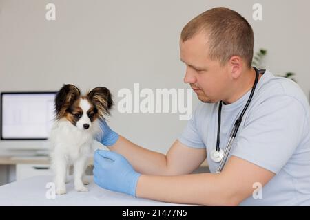 Der Tierarzt überprüft den papillon-Hund auf dem Tisch in der Arztpraxis Stockfoto