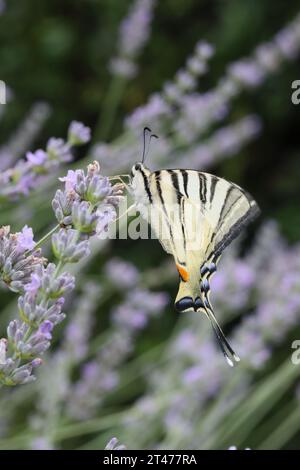 Seltener Schwalbenschwanz (Iphiclides podalirius), der Blumen im Garten ernährt. Fotografiert in der Toskana, Italien. Stockfoto