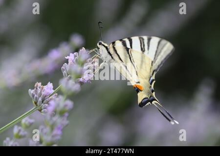 Seltener Schwalbenschwanz (Iphiclides podalirius), der Blumen im Garten ernährt. Fotografiert in der Toskana, Italien. Stockfoto