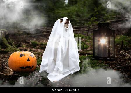 Porträt eines australischen Hirten im Halloween-Kostüm als Geist mit Kürbis und Laterne im Wald Stockfoto
