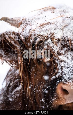 Porträt eines braunen majestätischen Highland-Rindes mit Hörnern auf einem Schneefeld in einem kalten Winter in einem Schneesturm Stockfoto