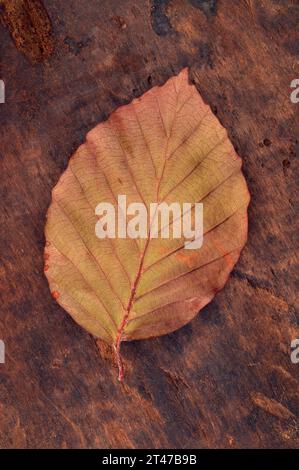 Einzelnes goldbraunes Blatt der Buche oder des Fagus sylvatica-Baumes, das auf anlaufendem Kupfer liegt Stockfoto