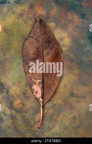 Einzelnes braunes Blatt mit rosafarbenen Flecken von Kirschlorbeer oder Prunus laurocerasus, das auf anlaufendem Kupfer liegt Stockfoto