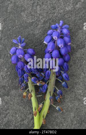 Zwei blassende Blumenköpfe und Stiele aus tiefblauer Traubenhyazinthe oder Muscari, die auf grauem Schiefer liegen Stockfoto