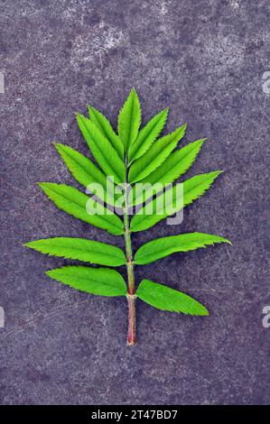 Frisch grün entwickeltes Blatt von Eberesche oder Eberesche oder Sorbus aucuparia, das auf Schiefer liegt Stockfoto