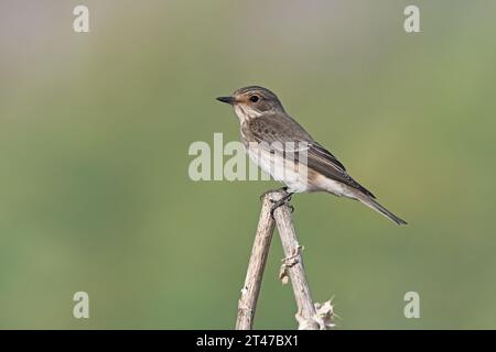 Beschmutzt, Muscicapa striata Stockfoto