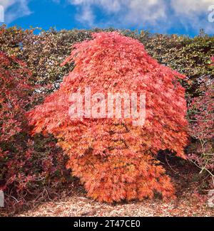 Acer palmatum dissectum ORNATUM im Herbst japanischer Ahornbaum Stockfoto