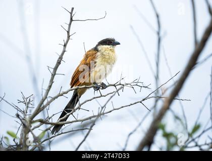 Burchell-Coucal (Centropus superciliosus ssp. Burchellii) sitzt auf einem Zweig in einem Baum Stockfoto