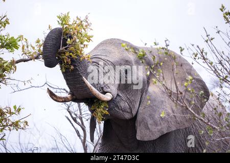 Nahaufnahme eines afrikanischen Elefantenbullen, der auf einem Baum weidet Stockfoto