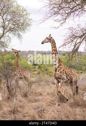 Porträt zweier Giraffen, die im trockenen Buschgras auf Bäumen weiden Stockfoto